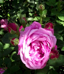 Rosa la reine