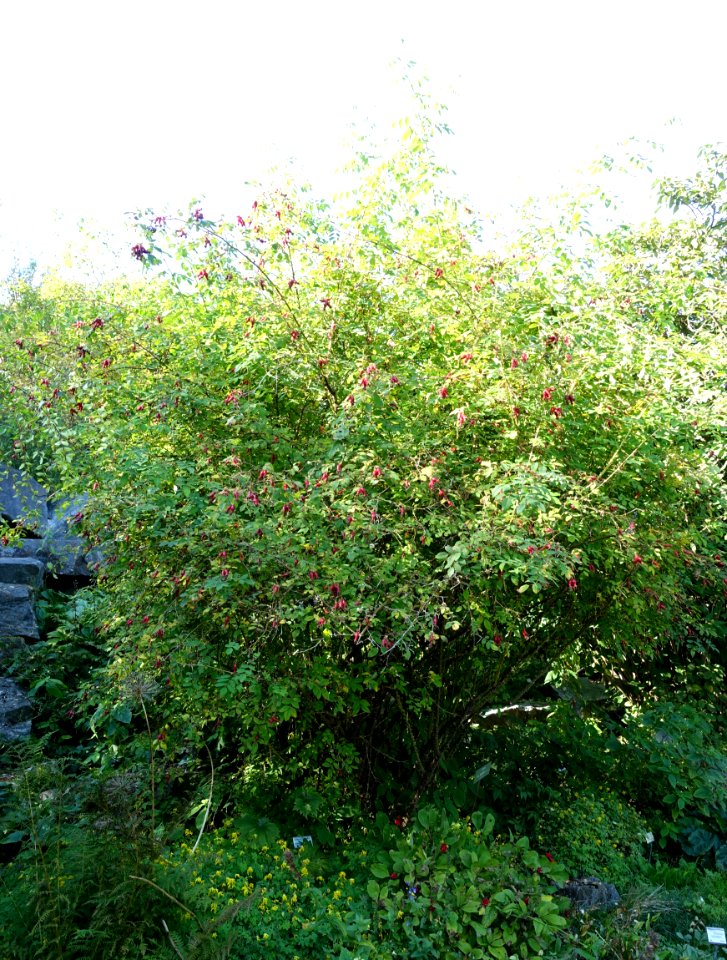 Rosa sweginzowii - Bergianska trädgården - Stockholm, Sweden - DSC00526