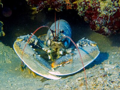Lobster diving croatia
