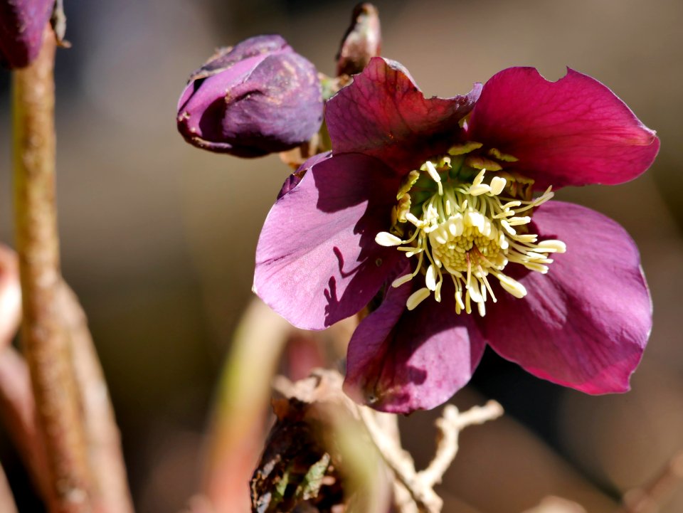 RoscheiderhofLenzroseFB