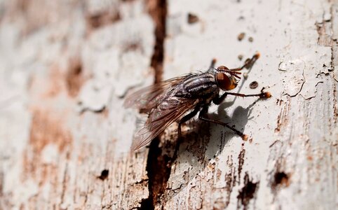 Nature flyer mosquito