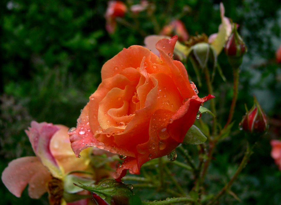 Rosa Westerland IP0906003
