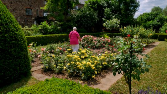 Roscheiderhof̠ Rosengarten 2018