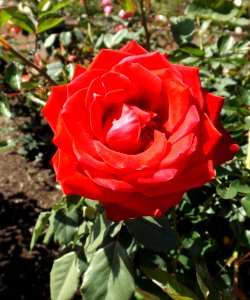 Rosa olympiad
