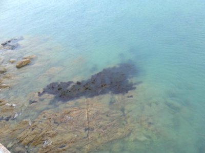 Roscoff Vent 26