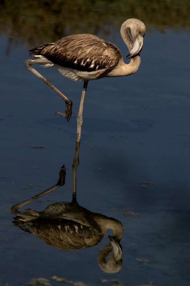 Rosaflamingo (juvenil)