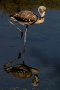 Rosaflamingo (juvenil)