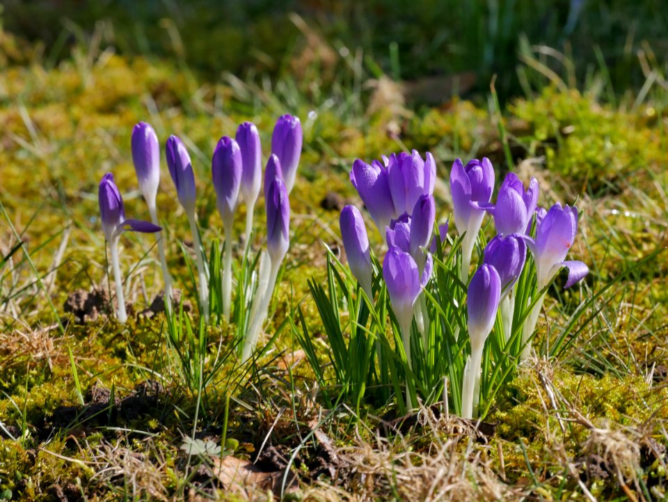 RoscheiderHof Rosengarten Krokusse2