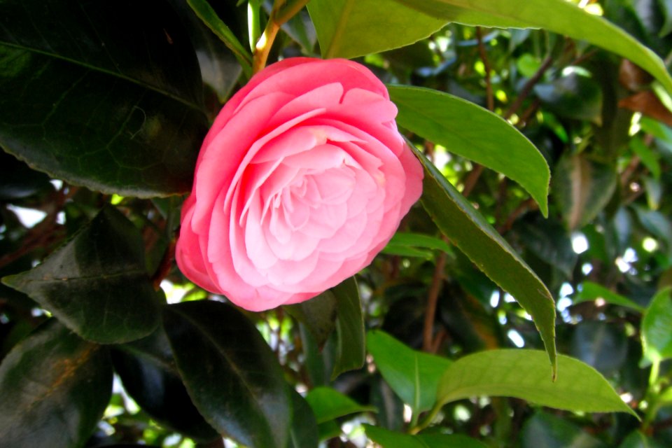 Rose à Sydney
