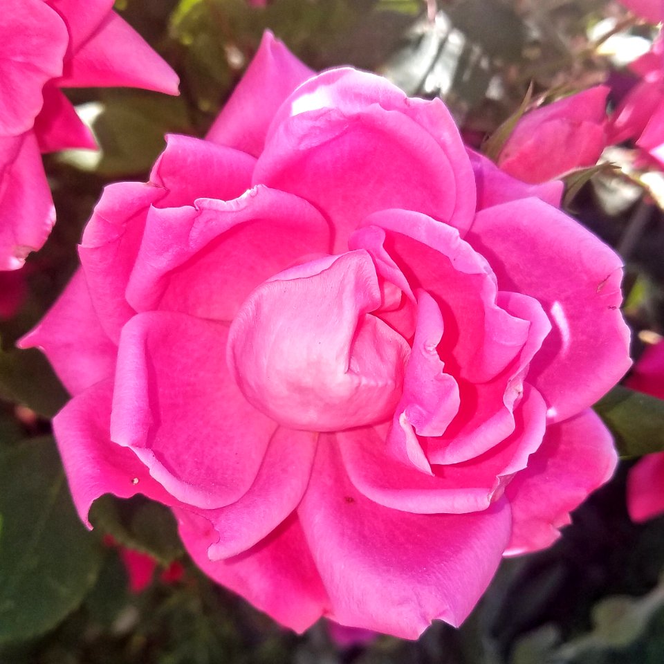 Rose - Arlington, MA - 1