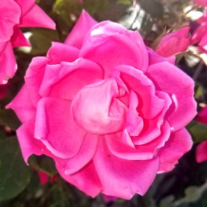 Rose - Arlington, MA - 1