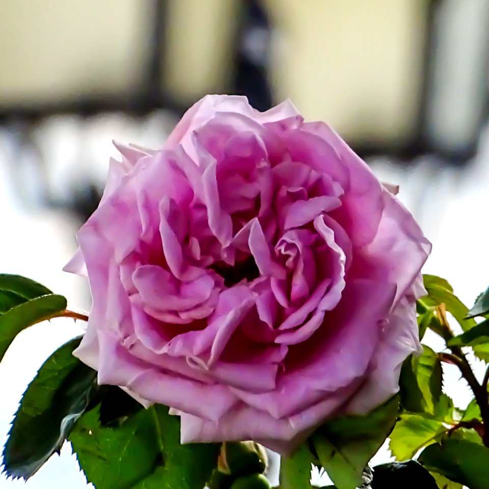 Rose (158578553)