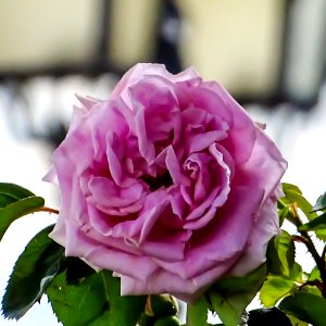 Rose (158578553) photo
