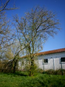 RoscheiderhofKirschpflaumeV3