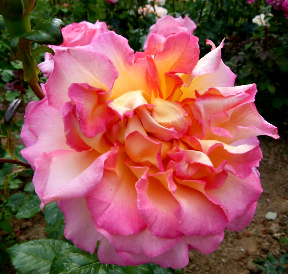 Rose au nom inconnu Jardin des Plantes