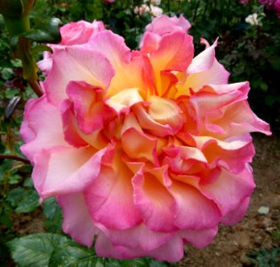 Rose au nom inconnu Jardin des Plantes
