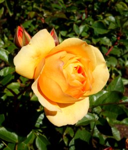 Rose 'Julia Child' - Humboldt Botanical Garden - Eureka, California - DSC02556