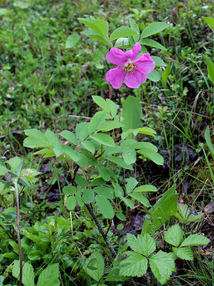 Rosa majalis Simo, Finland 22.06.2013