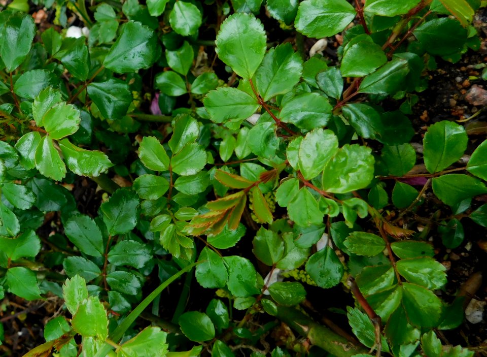 Rosa noamel