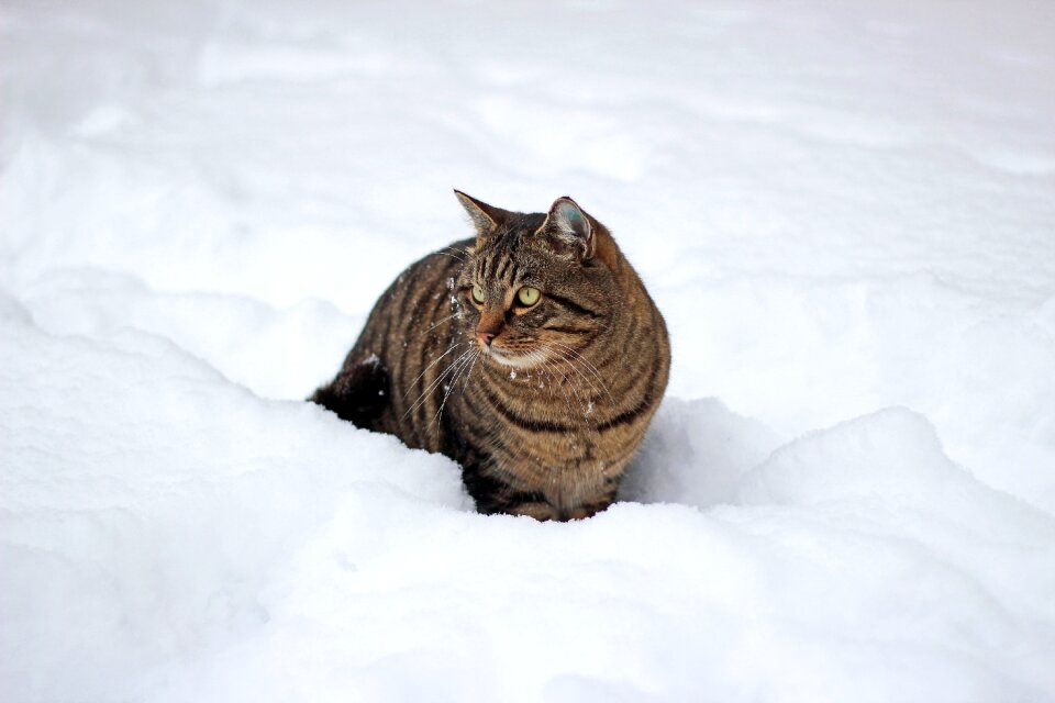Animal domestic cat frost