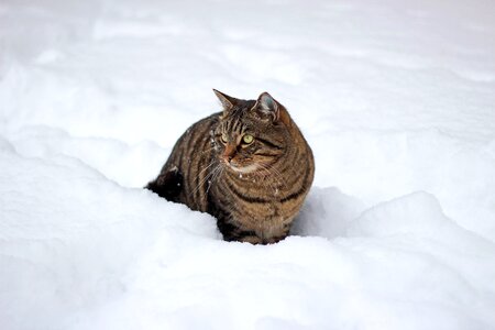 Animal domestic cat frost photo