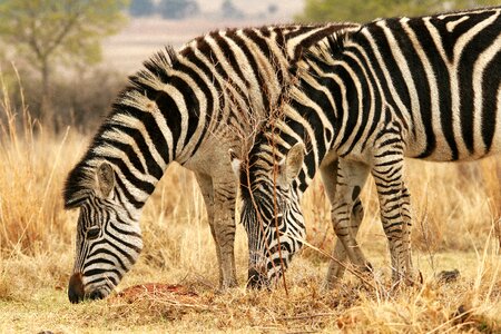 Game wildlife nature
