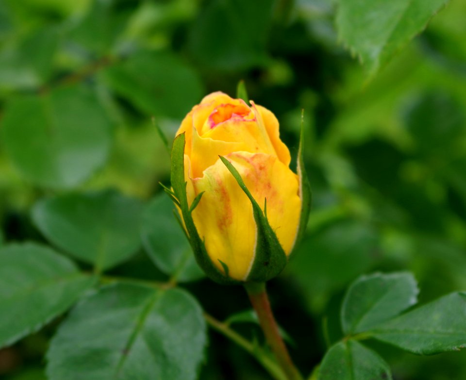 Rose - Jardins de Bagatelle 2