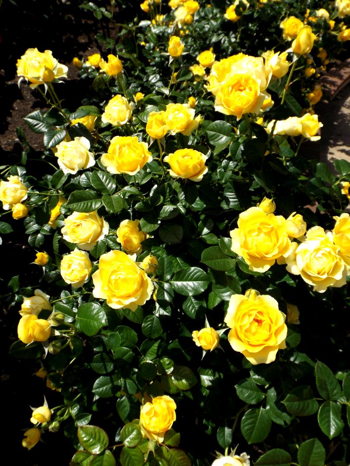 Rosa walking on sunshine