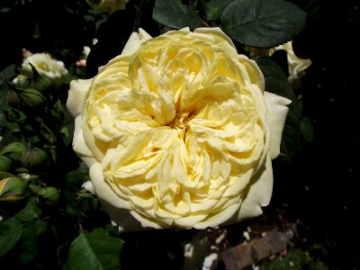 Rosa symphony