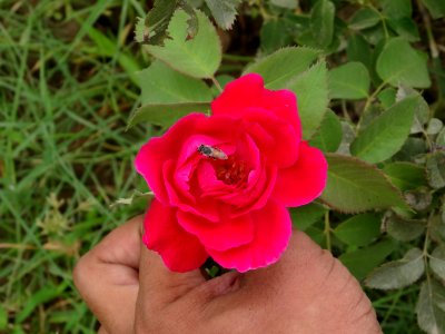 Rose and Honey Bee