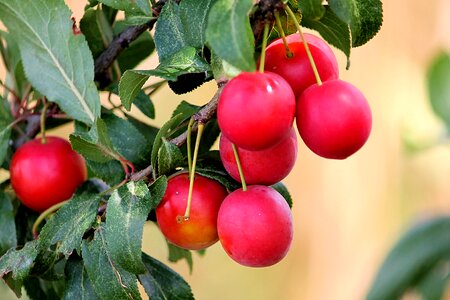 Fruit healthy delicious