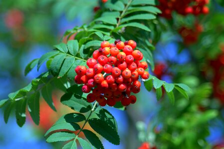 Fruit tree rowan berries photo