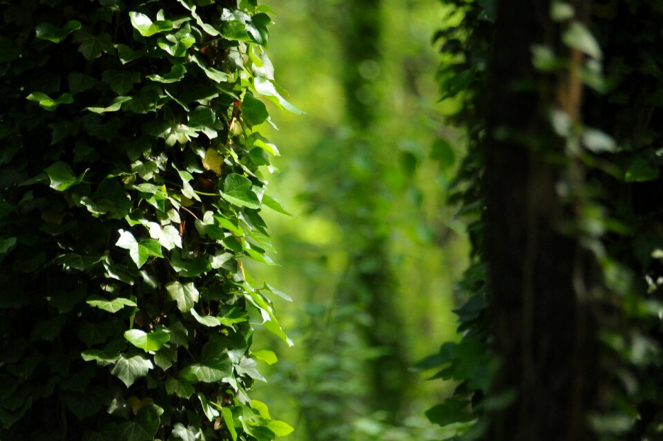 Leaves green nature