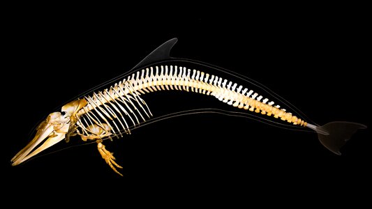 Mammal bone zoology