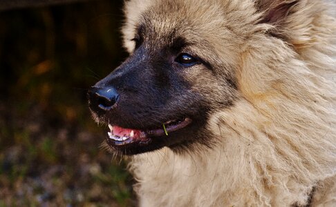 Animal cute sweet