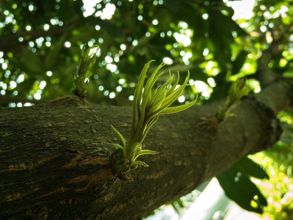 Growing old plant nature