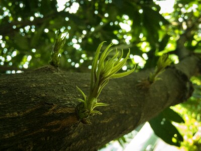 Growing old plant nature