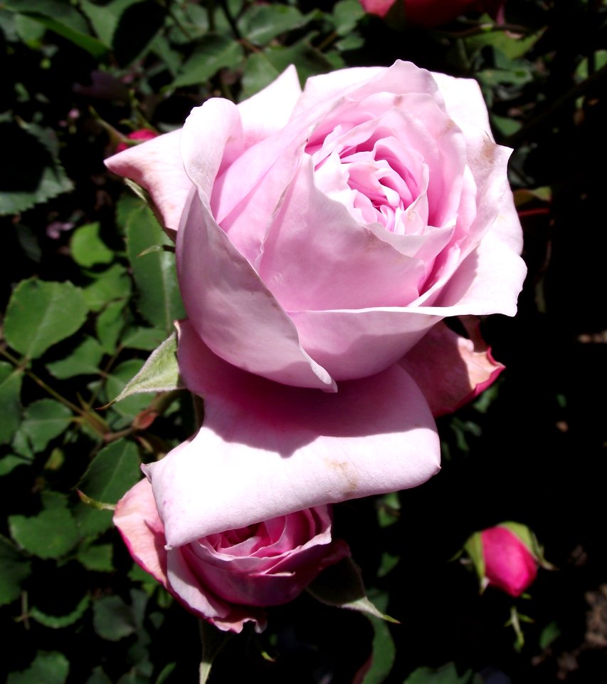 Rosa pretty jessica