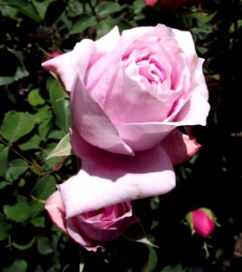 Rosa pretty jessica