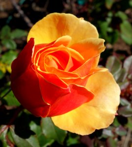 Rose 'About Face' - Humboldt Botanical Garden - Eureka, California - DSC02568