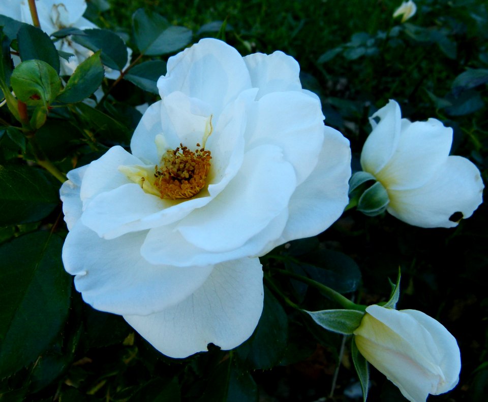 Rose au jardin de Bagatelle 2