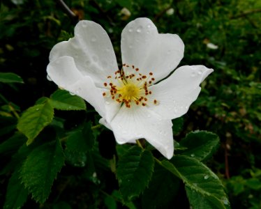 Rosa obtusifolia