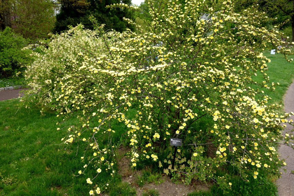 Rosa hugonis - Morris Arboretum - DSC00219