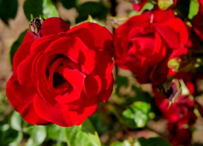 Rosengarten-A-2-b-Santana