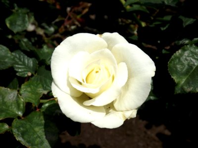 Rosa september mourn