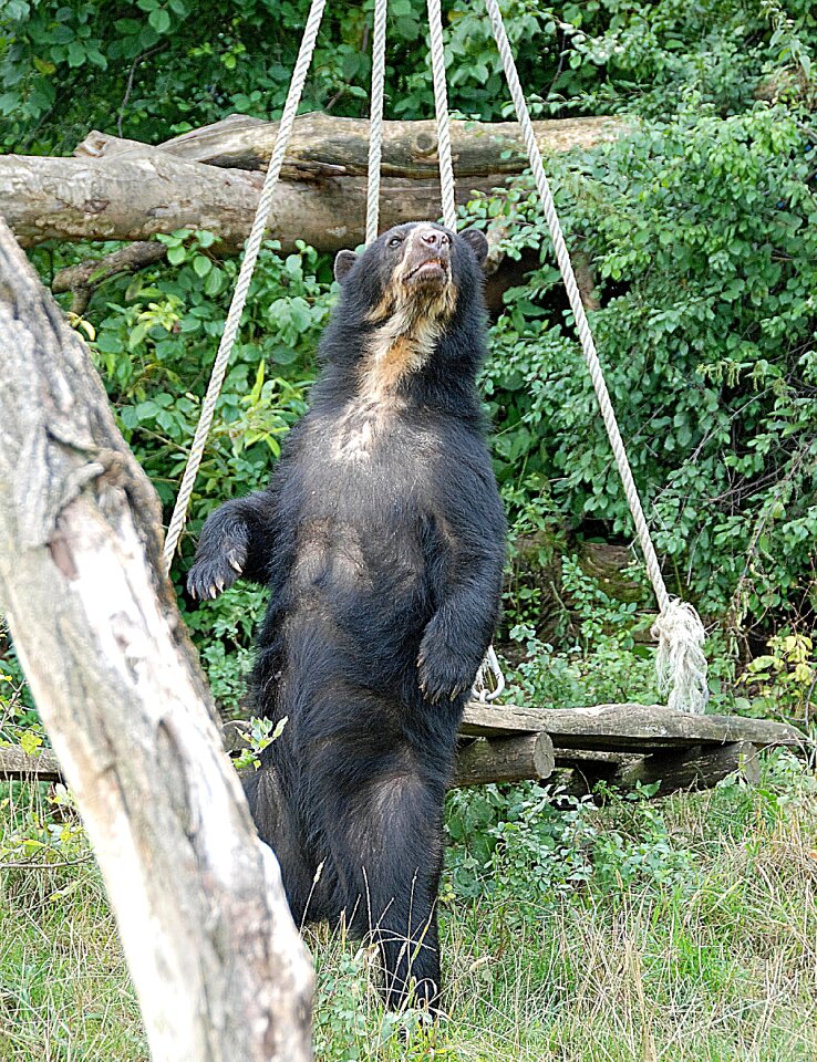 Spectacled bear zoo enclosure