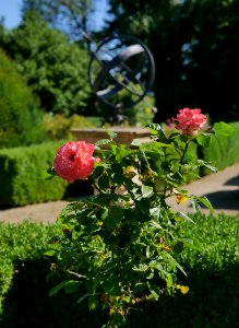 Rosengarten-B-13-c-AugustaLuisa