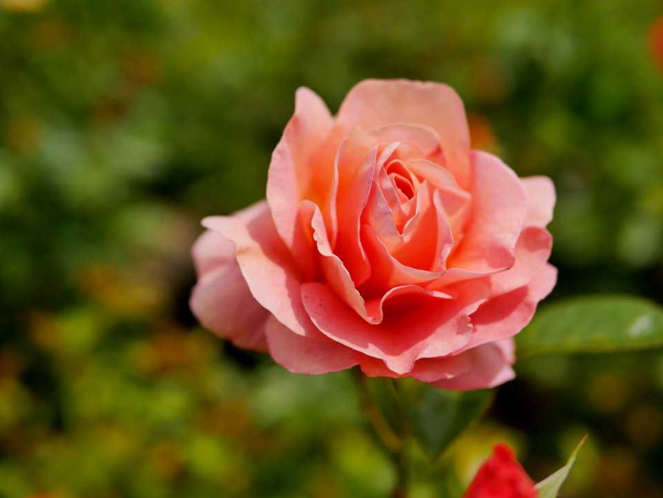 Rosengarten-C-9-d-Bengali