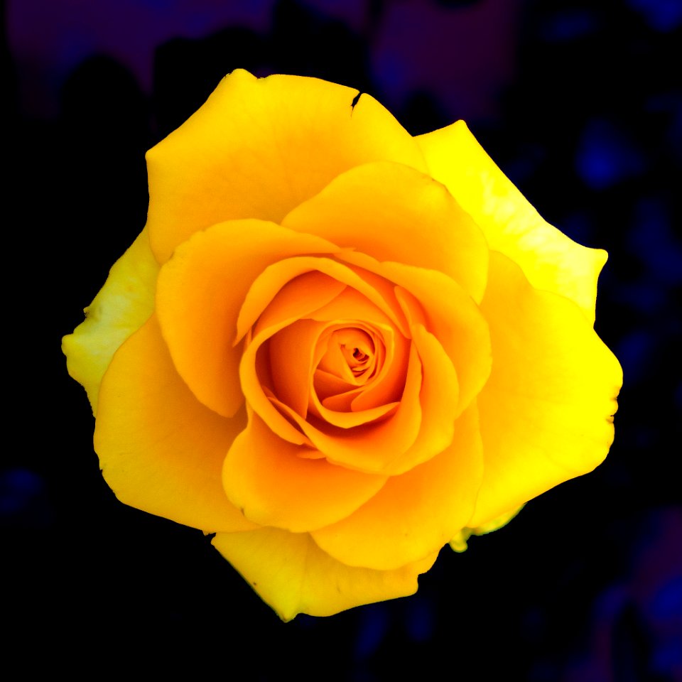 Roses In Dalat (257067009)