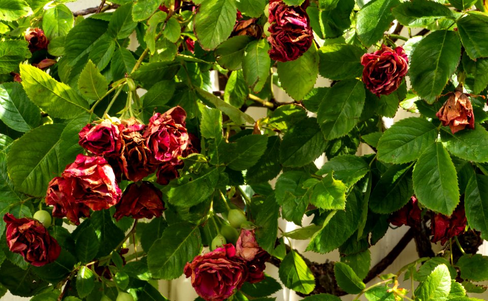 Roses wilted after heat wave at Gamla Strandgatan 11, Gamlestan, Lysekil
